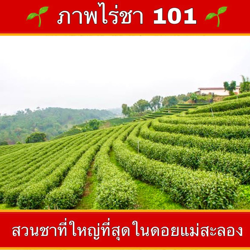 ชาอู่หลงก้านอ่อนเบอร์17-และเบอร์12-ของไร่ชา101