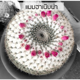 [ถูกที่สุด]แคคตัสแมมฮาเนียน่า Mammillaria Hahniana cactus succulent  แมมแม่เฒ่า กระบองเพชร ไม้อวบน้ำ ไม้ประดับบ้าน คอนโด