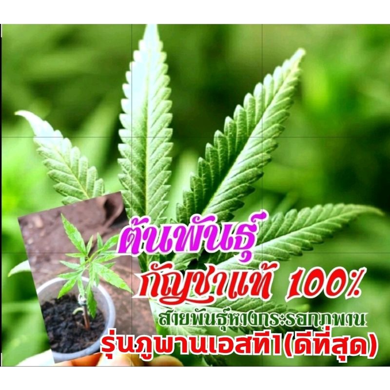 ต้นพันธุ์กัญชาแท้100-สายพันธุ์พิเศษ-กระรอกภูพานแม่พันธุ์ชั้นดี-เพาะจากเมล็ดพันธุ์เพศเมียแท้100-ราคาถูกสุด