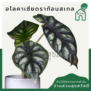 อโลคาเซีย ดราก้อนสเกล กระถาง 3 นิ้ว อายุ 3 เดือน Alocasia Dragon Scale