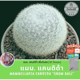 🔥โค้ดDETDEC30 เหลือ 30บาท🔥 แคนดิด้า (mammillaria candida "Snow Ball") 10 เมล็ด