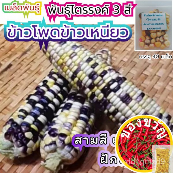 เมล็ดพันธุ์ผักสวนครัว-เมล็ดผัก-ชุดที่-1-เมล็ดผักสวนครัว-เมล็ด-เมล็ดพริก-เมล็ดผักพื้นบ้าน-ผักสวนครัว-vegetable-seedsed-oe