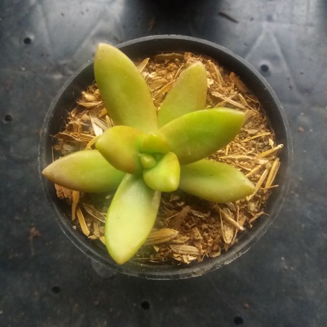 ภาพหน้าปกสินค้ากุหลาบหินสีเหลือง succulent จากร้าน sanglan.garden_assv1999 บน Shopee