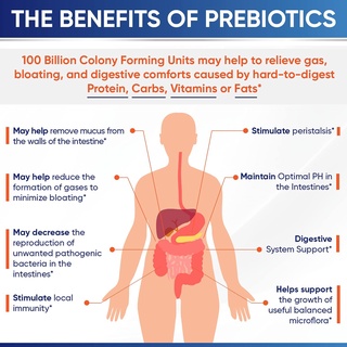 ภาพขนาดย่อของภาพหน้าปกสินค้านำเข้า  Exp03/25 Wholesome Wellness Raw Probiotics 100 Billion CFU 30 แคปซูล โปรไบโอติกสูตรสำหรับผู้หญิงและผู้ชาย จากร้าน ntdinfinity บน Shopee ภาพที่ 5