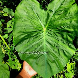 green coral จัดส่งเป็นหน่อ ตัดใบ สวยเก๋ที่ดูเป็นธรรมชาติใบหยิกคล้ายหูช้างกระดูกสีแกมฟ้า