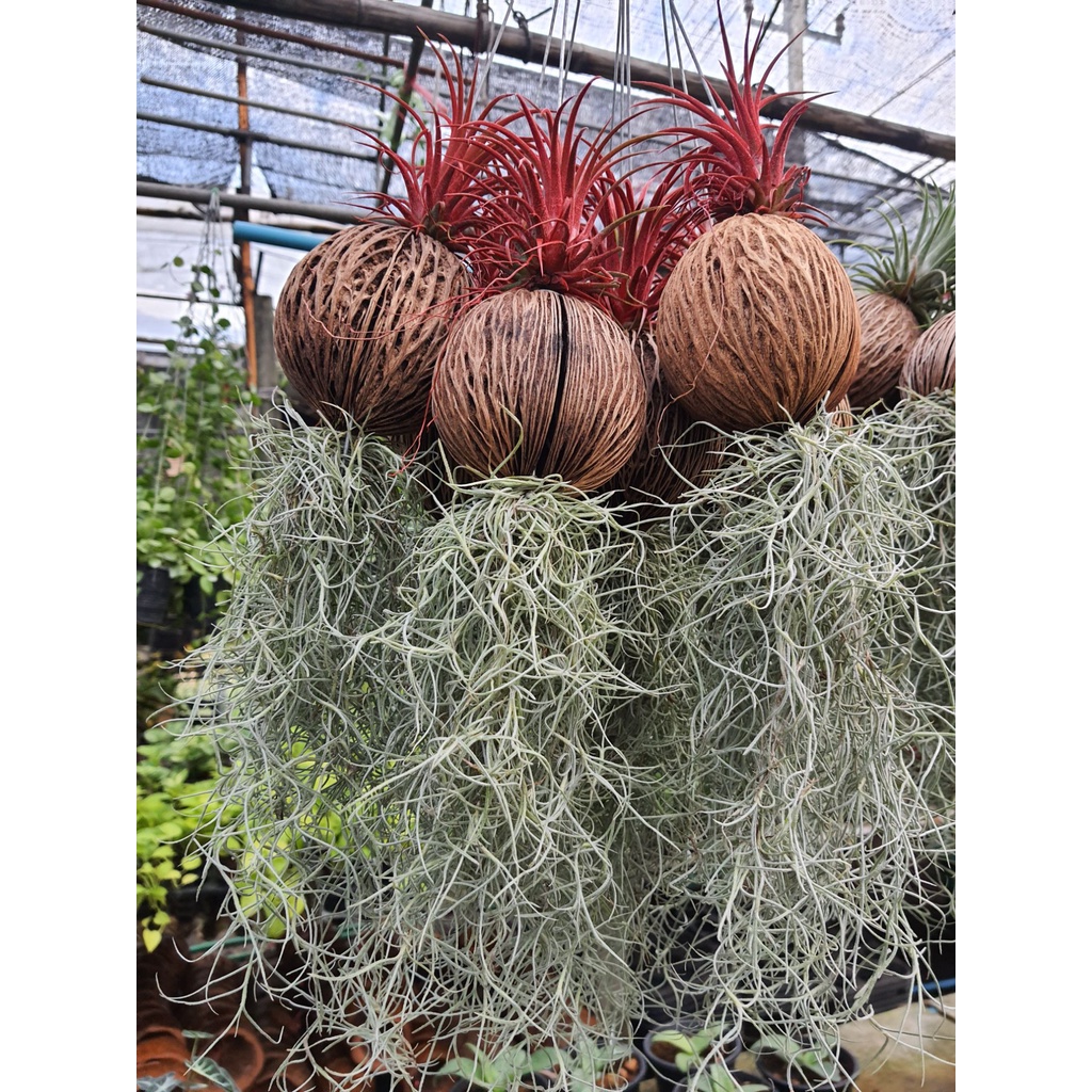 tillandsia-usneoides-เคราฤษี-ลูกตีนเป็ด-สัปรดสี-สัปปะรดสี-ใส่ลูกตีนเป็ด-ใส่เคราฤาษี-1มั