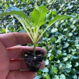 Mixed Varieties Cauliflower See Vegetable Seeds เมล็ดพันธุ์ผัก เต็มไปด้วยคุณค（นี่มันเมล็ดพืช ไม่ใช่พืช!）