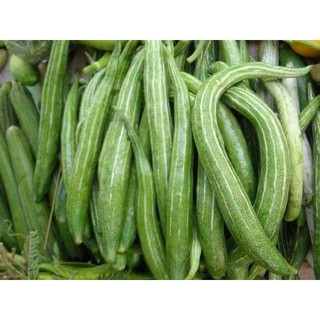 เมล็ดพันธุ์บวบงู5เมล็ด