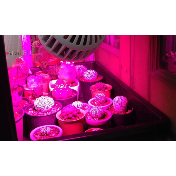 หลอดไฟปลูกพืช-รุ่นใหม่-led-grow-light-ขั้วเกลียวไฟบ้าน-หลอดไฟ-led-ปลูกต้นไม้-20w-หลอดไฟปลูกต้นไม้-สำหรับโคมไฟ-220v