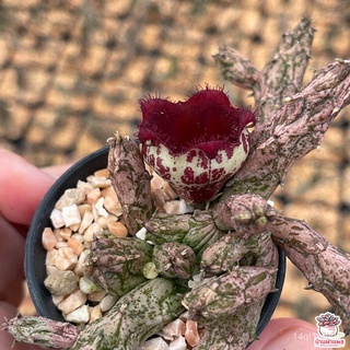 เก๋งจีน เก๋งมังกร Stapelianthus insignis hybrid แคคตัส กระบองเพชร cactus&amp;succulentChamomileMixWhiteMarigoldGrassPurityZi