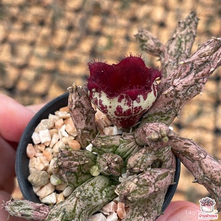 เก๋งจีน เก๋งมังกร Stapelianthus insignis hybrid แคคตัส กระบองเพชร cactus&succulentChamomileMixWhiteMarigoldGrassPurityZi