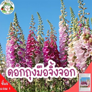 ภาพหน้าปกสินค้าเมล็ดพันธุ์ ดอกถุงมือจิ้งจอก คละสี 200 เมล็ด Digitalis Foxglove เมล็ดพันธุ์แท้ นำเข้าจากต่างประเทศ ปลูกดอกไม้ โตไว ถูก ที่เกี่ยวข้อง