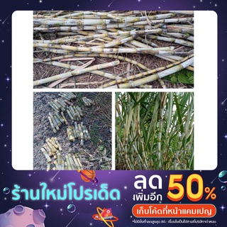 อ้อยสุพรรณบุรี50, อ้อยคั้นน้ำ​ ชุดทดลองปลูก40ข้อตา39บาท