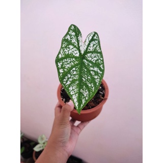 บอนสี-อิเหนาก้านดำ พร้อมส่ง