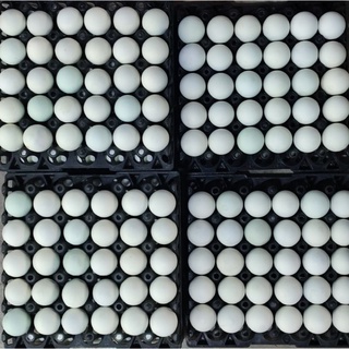 ภาพขนาดย่อของภาพหน้าปกสินค้าไข่เค็มต้มสุก แพ็ค 4 ฟอง ไข่ขาวเค็มน้อย สดใหม่ พร้อมส่งทุกวัน พร้อมรับประทาน คุ้มค่า ราคาถูก รับประกันคุณภาพ จากร้าน aobauan_official บน Shopee ภาพที่ 5