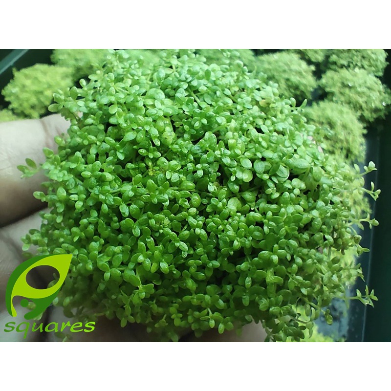 วาบิเพิลหวีดจิ๋ว-ใบน้ำ-hemianthus-callitrichoides-ขนาด-5cm