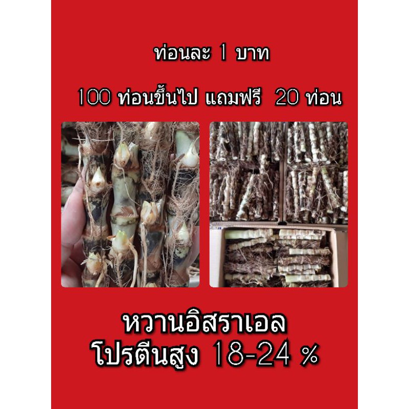 ท่อนหญ้าหวานอิสราเอล-ถูกที่สุด-กล่องละ-50-ท่อน