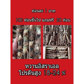 ท่อนหญ้าหวานอิสราเอล  ถูกที่สุด ( กล่องละ  50  ท่อน )