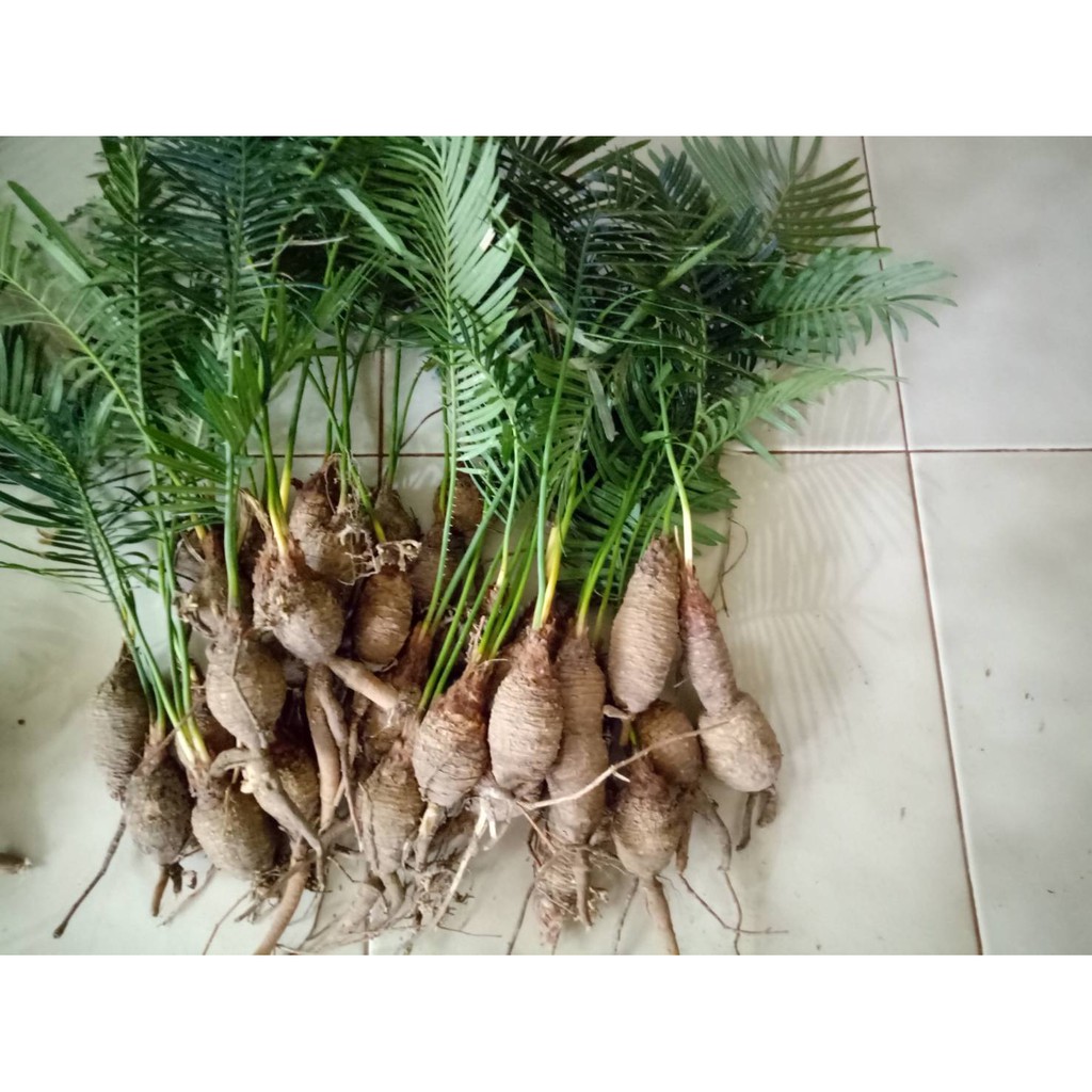 หัวปรง 3ขนาดให้เลือก(ส่งเฉพาะหัวไม่มีใบ) ปรง ต้นปรง หัวปรง | Shopee ...