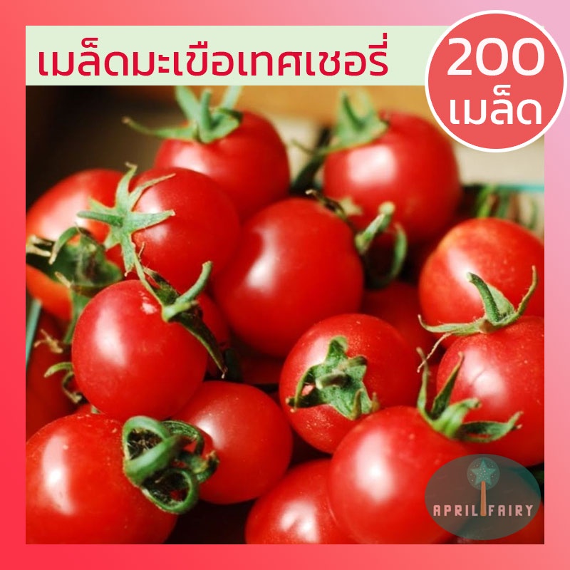 200เมล็ด-เมล็ดมะเขือเทศเชอรี่-มะเขือเทศเชอรี่-มะเขือเทศ-เชอรี่-red-cherry-tomato-seeds-เมล็ดพันธุ์แท้