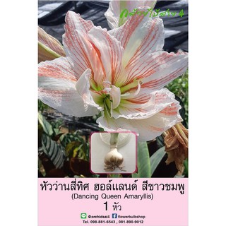 หัวว่านสี่ทิศฮอล์แลนด์ Dancing Queen Amaryllis ดอกใหญ่ สีขาวชมพู ปลูกง่าย ออกดอกบ่อย