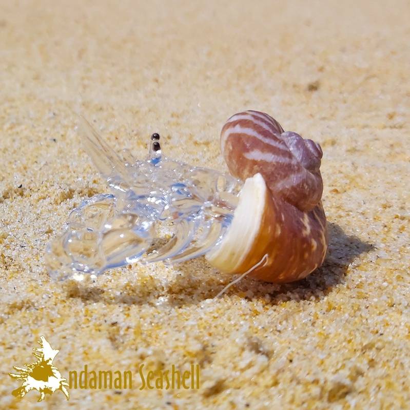andaman-seashell-แก้วเป่าติดเปลือกหอย-รูปปูเสฉวน-ติดเปลือกหอย-42