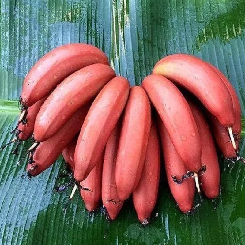 เมล็ด-ต้นกล้วยแคระ-ต้นกล้วย-dwarf-banana-tree-seeds-กล้วยแดงอินโด-กล้วยแคระ-นี่มันเมล็ดพืช-ไม่ใช่พืช