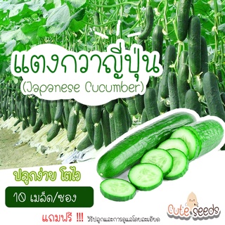 ภาพหน้าปกสินค้าเมล็ดพันธุ์แตงกวาญี่ปุ่น 10เมล็ด อัตราการงอก95% ปลูกง่าย โตไว(แถมฟรี เมล็ดผักทุกออเดอร์) ที่เกี่ยวข้อง