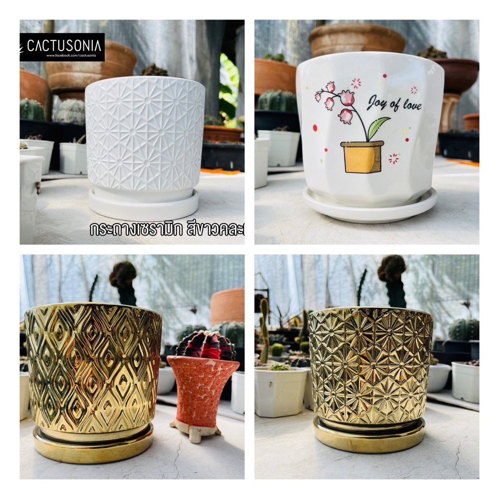 กระถางต้นไม้-เซรามิก-คละแบบ-modern-ceramic-pot-mixed