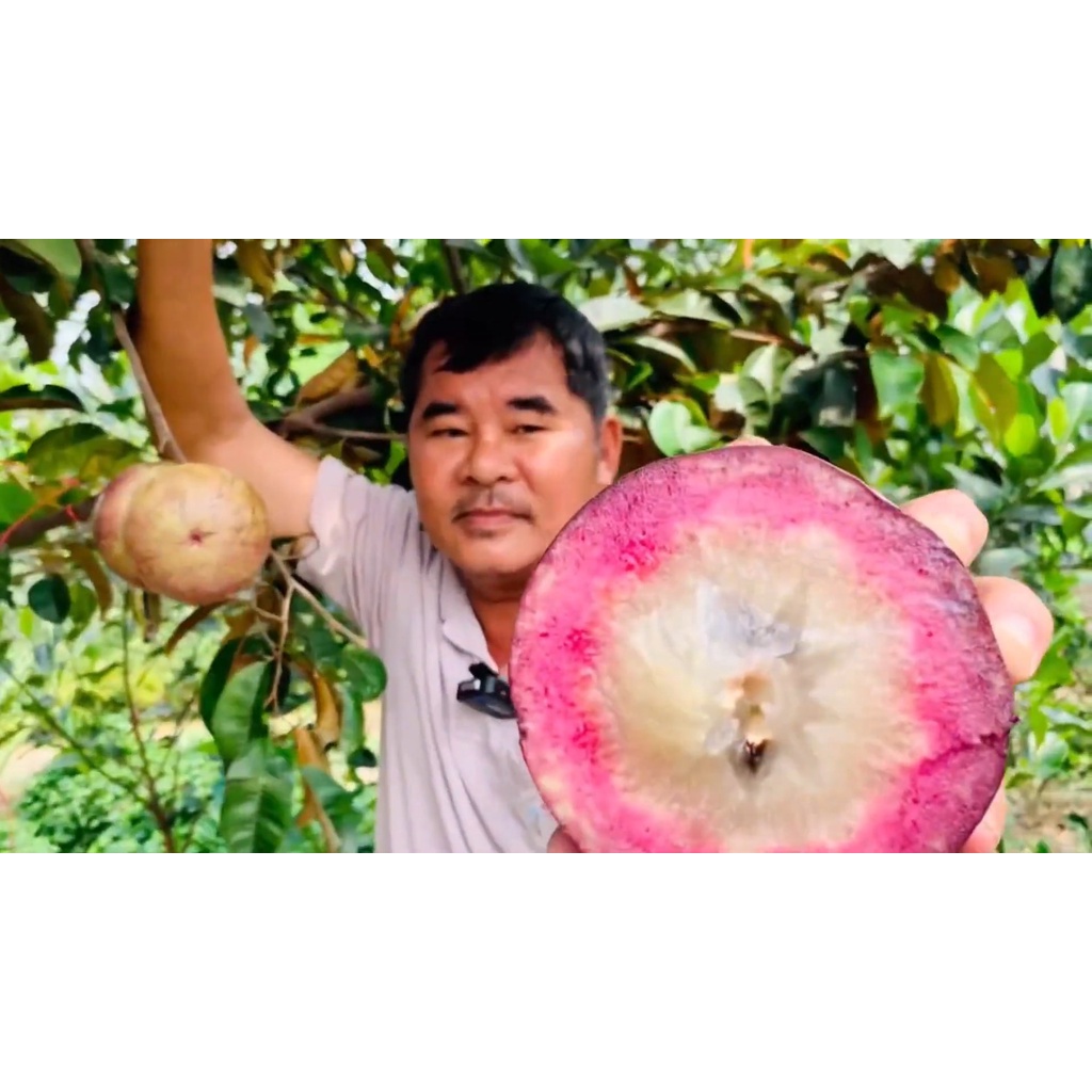 แอปเปิ้ลสตาร์จัมโบ้-น้ำนมสายพันธุ์จัมโบ้-ใหญ่กว่าที่เอิร์ธสดชื่นชิม-หวานอร่อย-เหมือนวุ้นมะพร้าว-สวนเกษตรเสริมทรัพย์