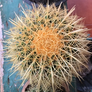 🌵ถังทองหัวสีเหลืองทองไซส์ใหญ่ (Echinocactus grusonii)ไม้มงคล ขนาด 17-18 ซม