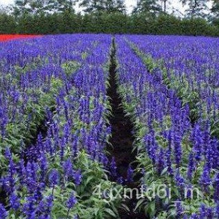 (ผู้ค้าส่งเมล็ดพันธุ์) บลูซัลเวียถูกที่สุด10 บ.50 เมล็ดงอกง่ายโตไวดอกสวยต้นไม้ฟอกอากาศถูกที่สุด!!!นำเข้าจากต่างประเทศผลโ