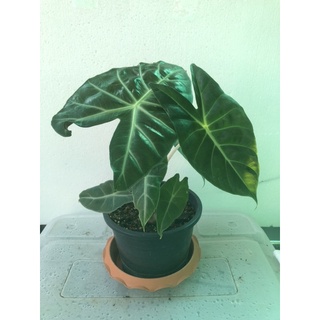 alocasia pink dragon อโลคาเซีย พิ้งค์ดราก้อน ก้านชมพูตระกูลอโลคาเซีย