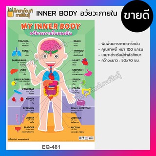 โปสเตอร์กระดาษ โปสเตอร์หัดอ่าน MY INNER BODY อวัยวะภายในของฉัน EQ-481อวัยวะภายใน 2 ภาษา อังกฤษ ไทย โปสเตอร์