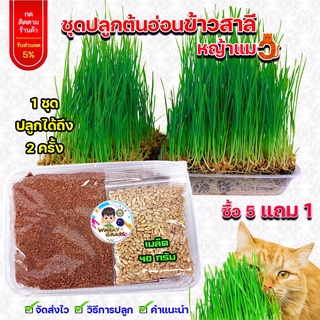 สินค้า 1 ชุด ปลูกได้ 2 ครั้ง ชุดปลูกข้าวสาลี ขนาด 40 กรัม ซื้อ​ 5 แถม 1 เกรดนำเข้า หญ้าแมว อัตราการงอกสูง เมล็ดต้นอ่อนข้าวสาลี