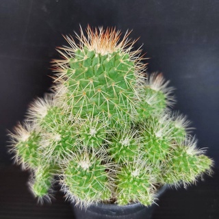 แมมคริสมาสต์ หรือ Mammillaria spinosissima กระบองเพชร แคคตัส