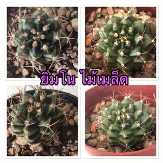 แคคตัส Gymnocalycium ยิมโนคาไลเซียม