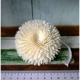 ดอกเยบีร่า Chrysanthemum ขนาด 8 ซม แบบมีเชือก