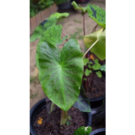 update-เพิ่ม-colocasia-aloha-อ่านรายละเอียดเพิ่มเติมด้านล่างค่า