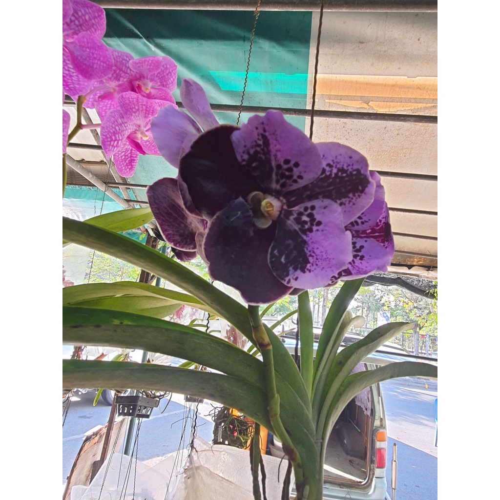 wow-vanda-กล้วยไม้แวนด้า-สีม่วงทูโทน-ออกดอกทั้งปี