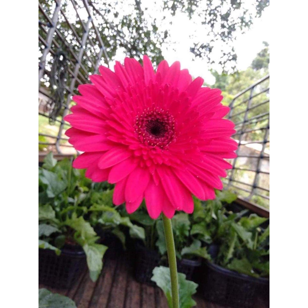 ขาย-ต้นพันธุ์-มี5สี-ดอก-ต้น-เยอร์บีล่า-เยอบีร่า-gerbera-ต้นเยอบีร่า-ดอกเยอบีร่า-ต้นเยอร์บีร่า-รักการปลูก