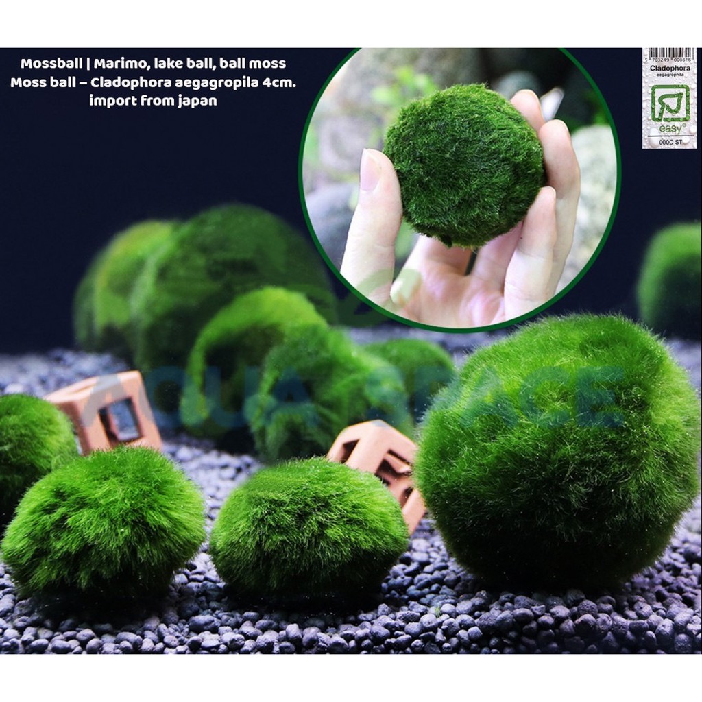 มาริโมะ-มอสบอล-marimo-มาริโมะ-สาหร่ายตกแต่งตู้ปลา-แท้-100-ขนาด-3-4-cm-สาหร่ายมาริโมะ-มอสบอล-สาหร่ายนำโชคญี่ปุ่น