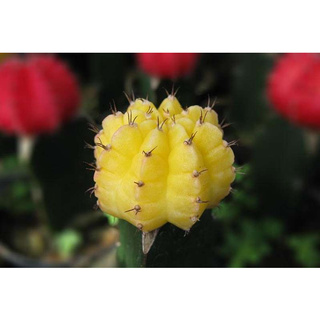 2ต้น/ออเดอร์ ต้นแคคตัส กระบองเพชร (Cactus) GYMNOCALYCIUM MIHANOVICHII VARIEGATA ยิมโนหัวสี สีเหลือง เกรดส่งออก