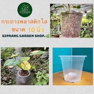 ราคากระถางพลาสติกใส ขนาด 10 นิ้ว Siprang Garden Shop  🪴