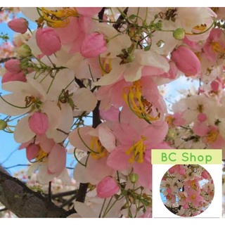 Cherry Blossoms Flower Seeds with “FREE Flower Seed”木瓜/手链/帽子/通心菜/上衣/玫瑰/苹果/生菜/鲜花/文胸/ YEBA
