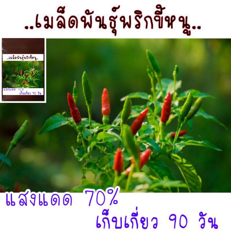 30-เมล็ด-เมล็ดพันธุ์พริกขี้หนู-เมล็ดพันธุ์อินทรีย์-สามารถขยายพันธุ์ต่อได้