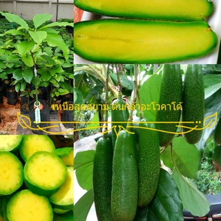 ต้นอโวคาโด้เสียบยอด พันธุ์ไร้เมล็ด เวียดนาม (Seedless Avocado tree) ผลดก หวานมัน