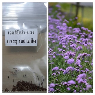 เมล็ดดอกไม้ เมล็ดดอกเวอร์บีน่า เวอร์บีน่า สีม่วง (Verbena) 100 เมล็ด