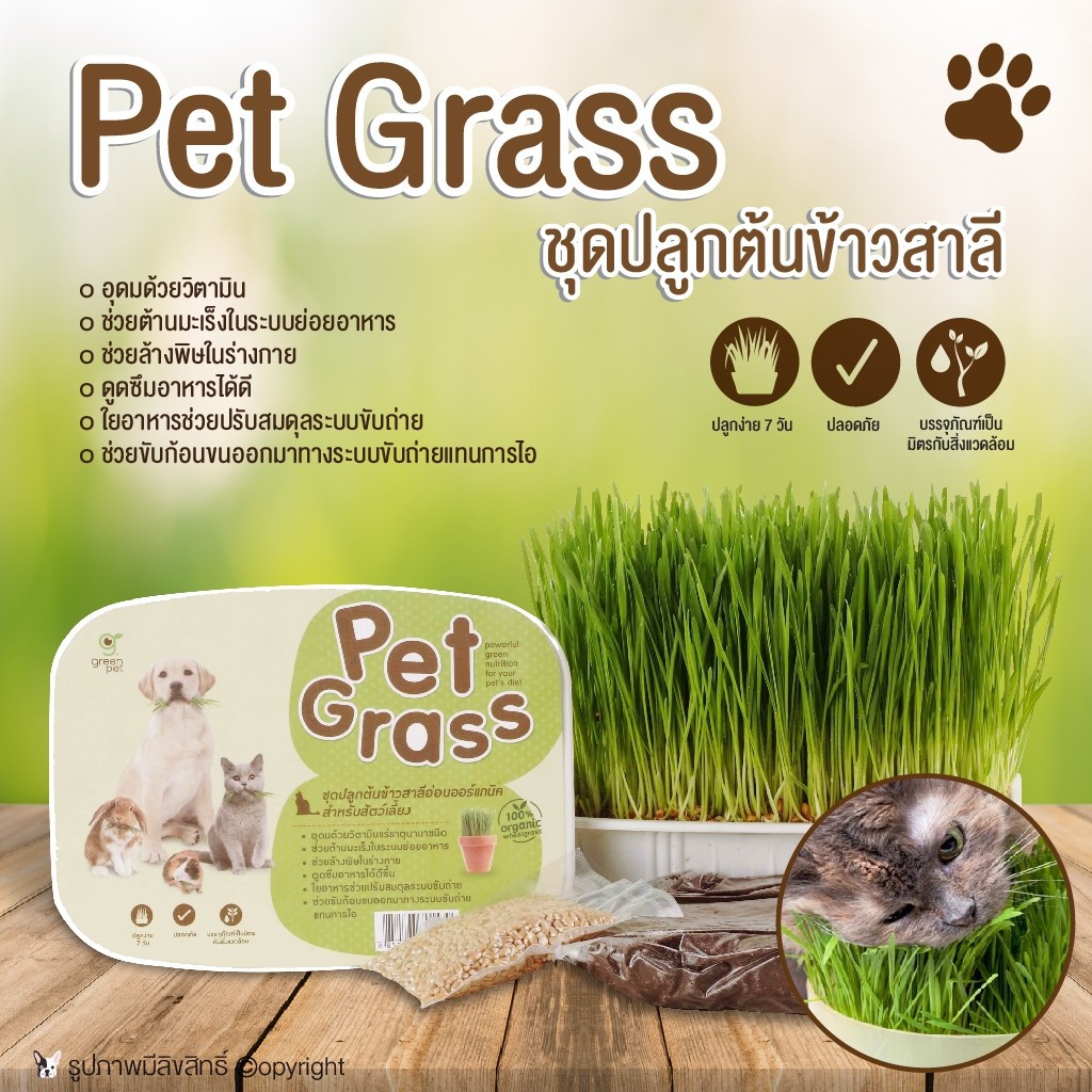 pet-grassหญ้าปลูก-ข้าวสาลี-ชุดปลูกต้นข้าวสาลีอ่อนออร์แกนิค-สำหรับสุนัข-แมวและสัตว์เลี้ยง