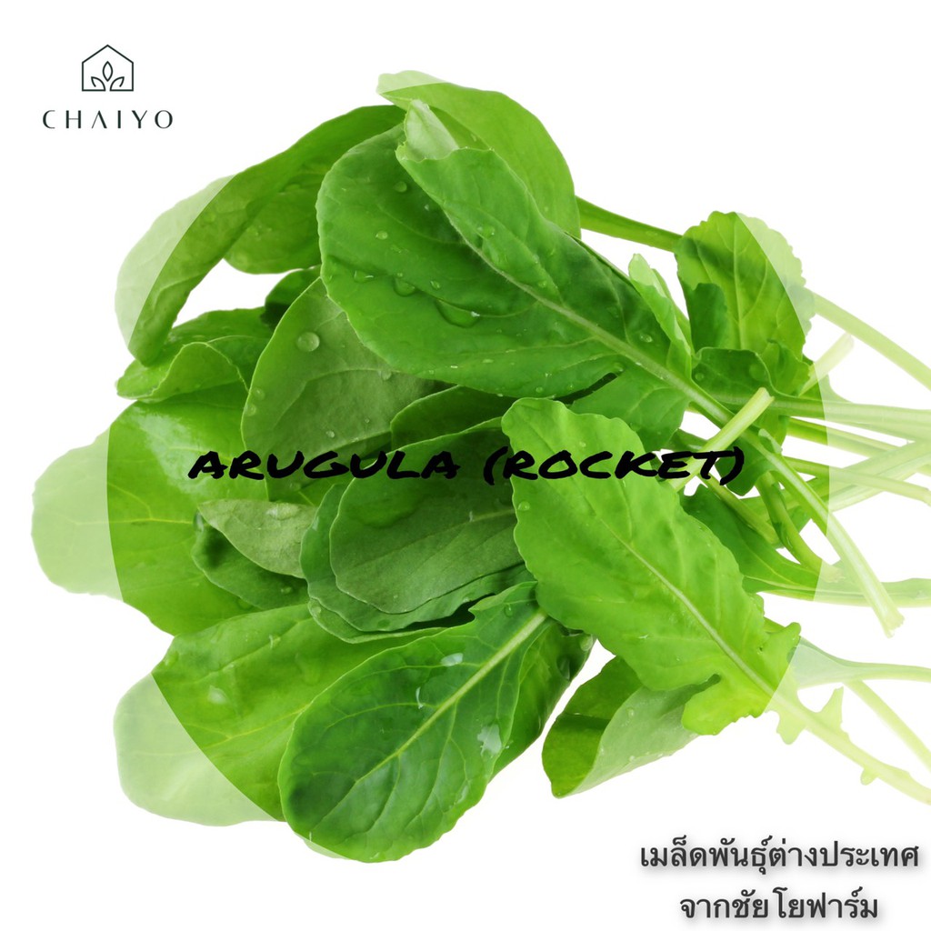 เมล็ด-arugula-rocket-organic-ร็อกเก็ต-ออร์แกนิค